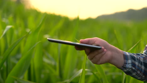 Nahaufnahme-Der-Hand-Eines-Landwirts,-Der-Ein-Mobiltelefon-Oder-Tablet-Benutzt-Und-Auf-Dem-Reisfeld-Mit-Sichel,-Sense-Oder-Haken-Zum-Ernten-Steht